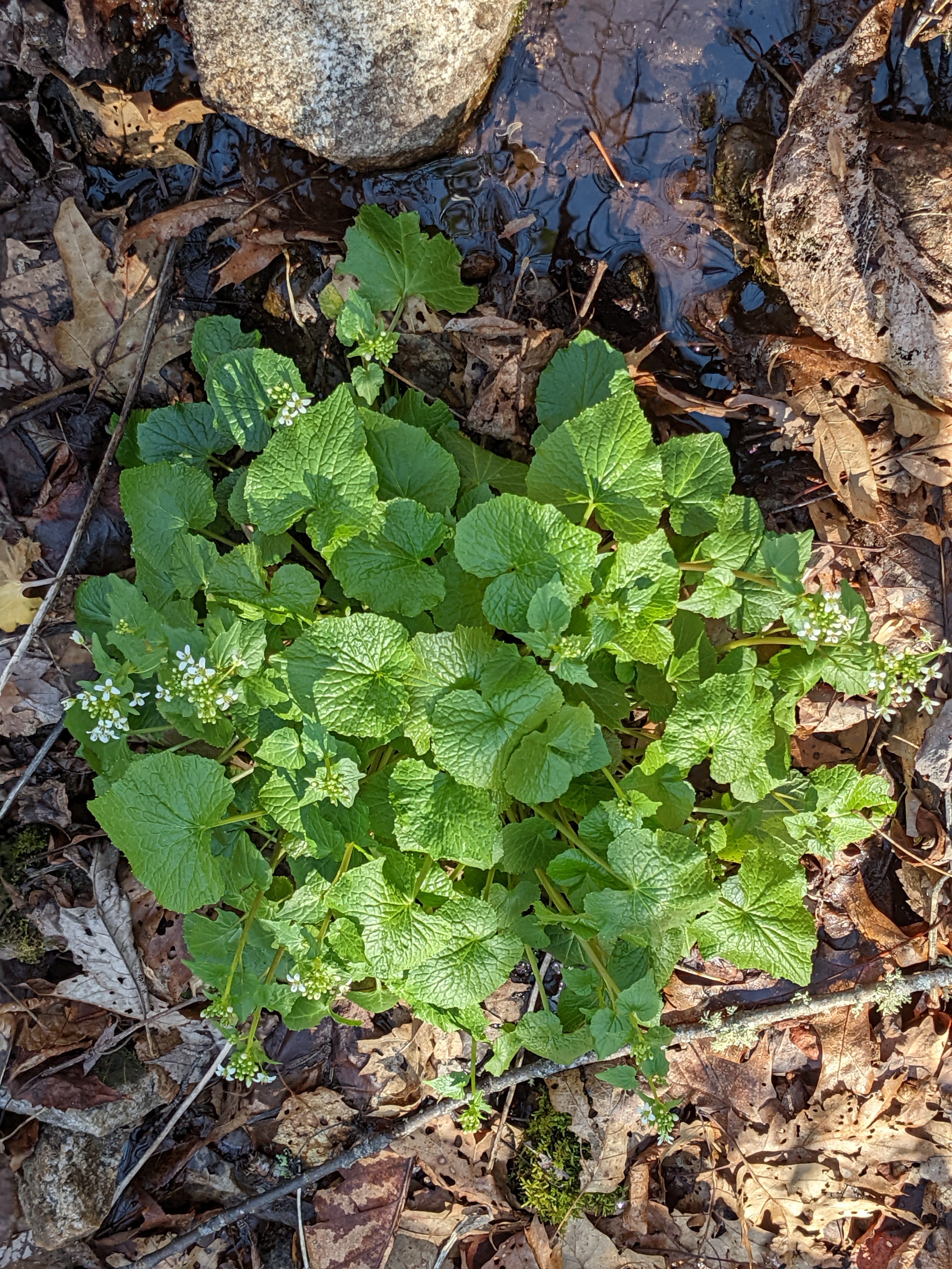 Stream Daruma Flowering