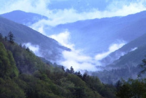 Americas Oldest Wasabi Farm in North Carolina