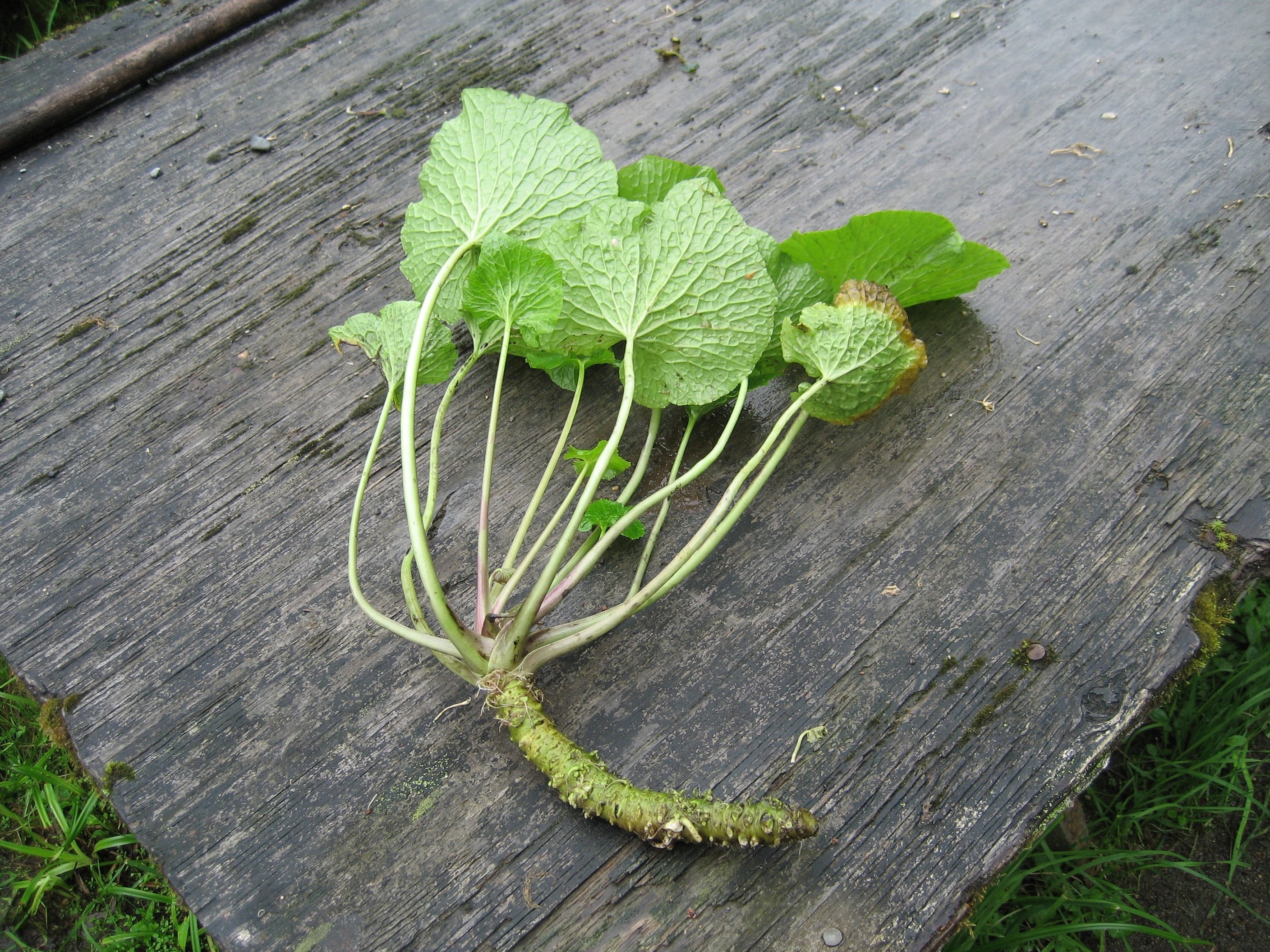 Fresh Harvested Wasabi